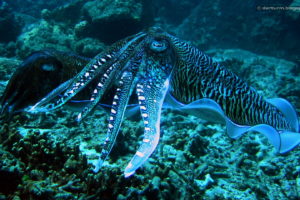 underwater, Octopus, Squid, Ocean, Sea