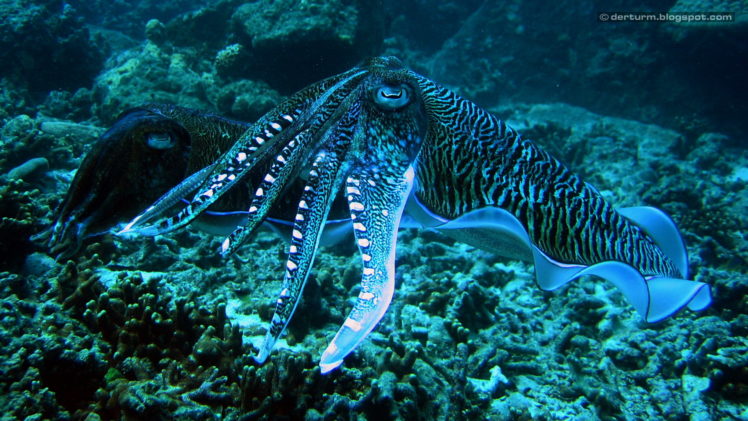 underwater, Octopus, Squid, Ocean, Sea HD Wallpaper Desktop Background