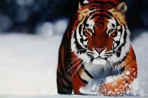 wild, Tiger, In, The, Snow