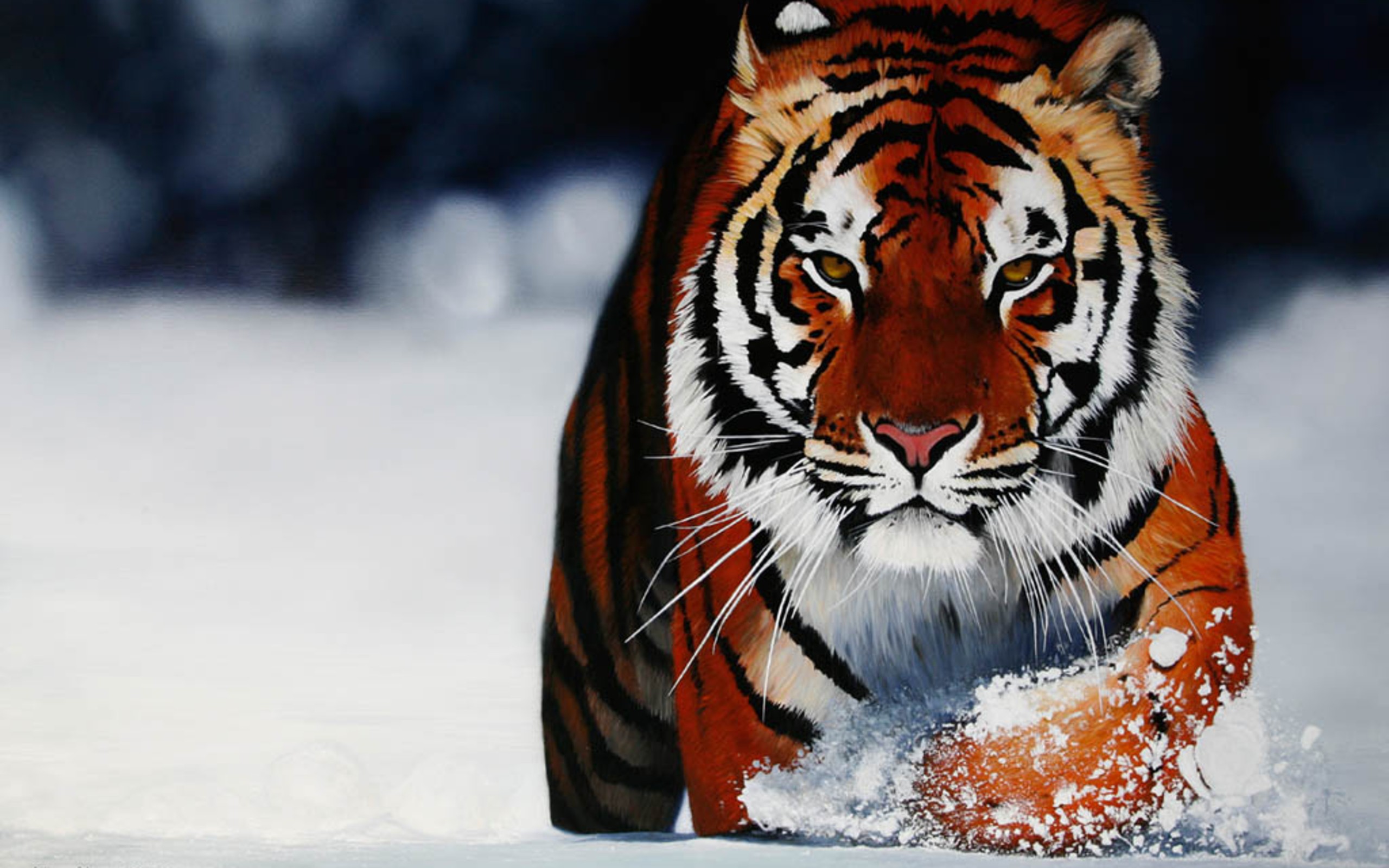 wild, Tiger, In, The, Snow Wallpaper