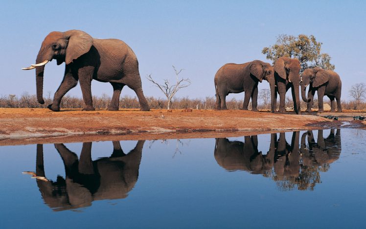 elephants, Around, Lake HD Wallpaper Desktop Background