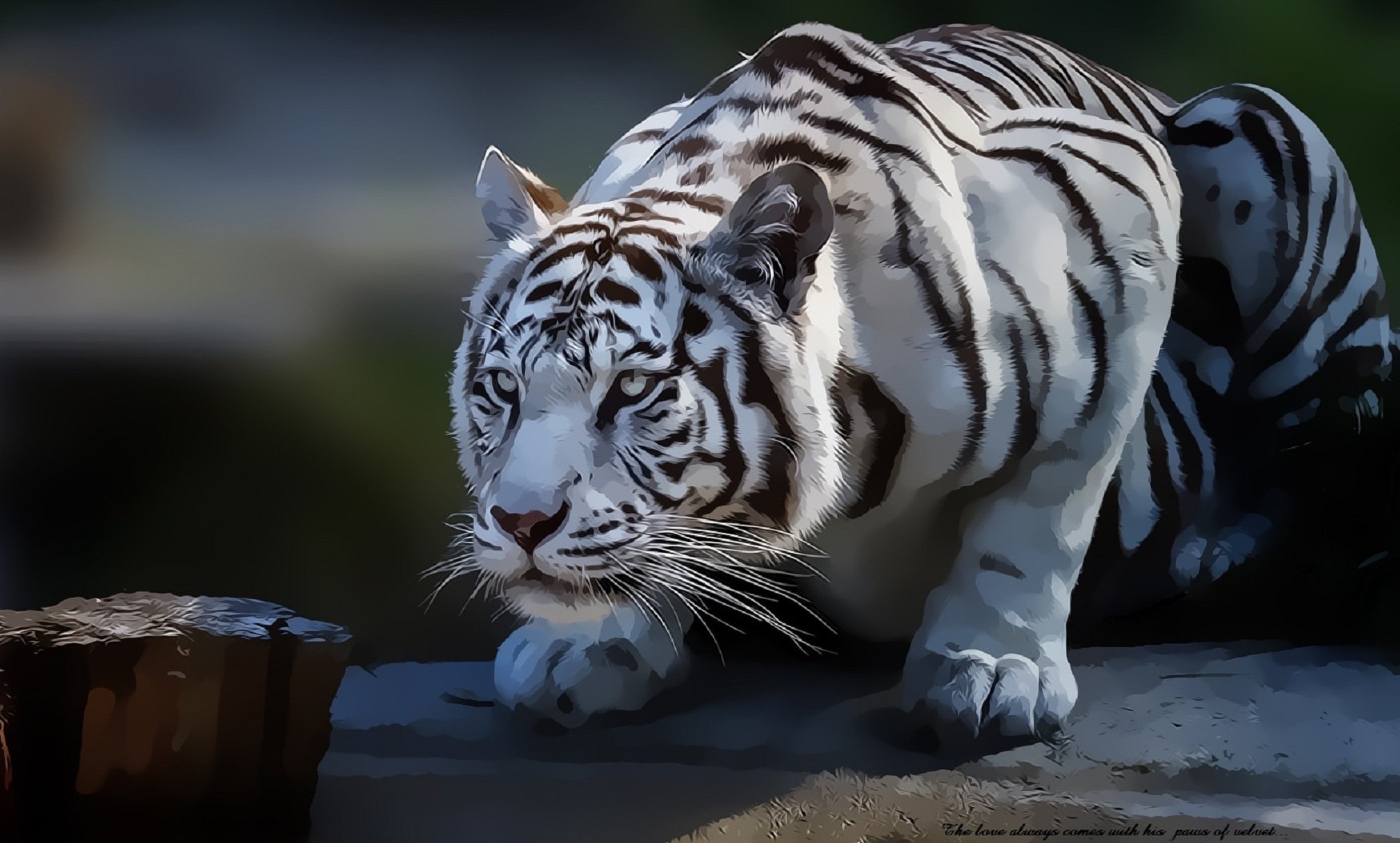 velvet, Tiger Wallpaper