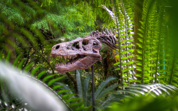 dinosaur, Bones, Skeleton, Jungle, Trees, Forest, Skulls, Animals HD Wallpaper Desktop Background