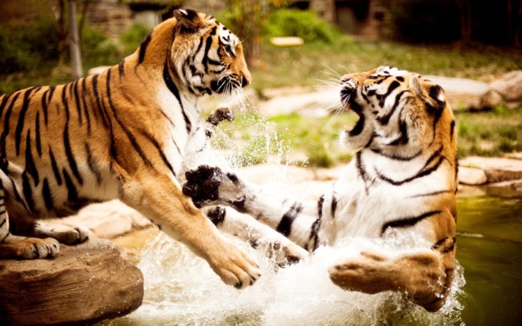 tigers, Fight HD Wallpaper Desktop Background
