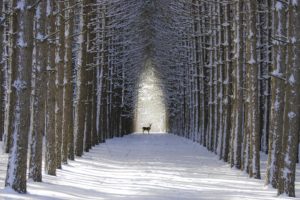 deer, Alley, Tree, Winter
