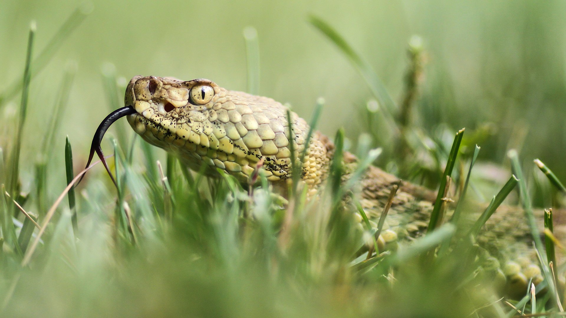 snakegrass Wallpaper