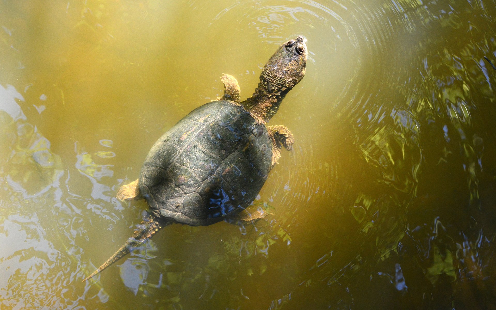 turtletortoise Wallpaper