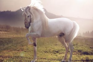white, Stallion, Horse