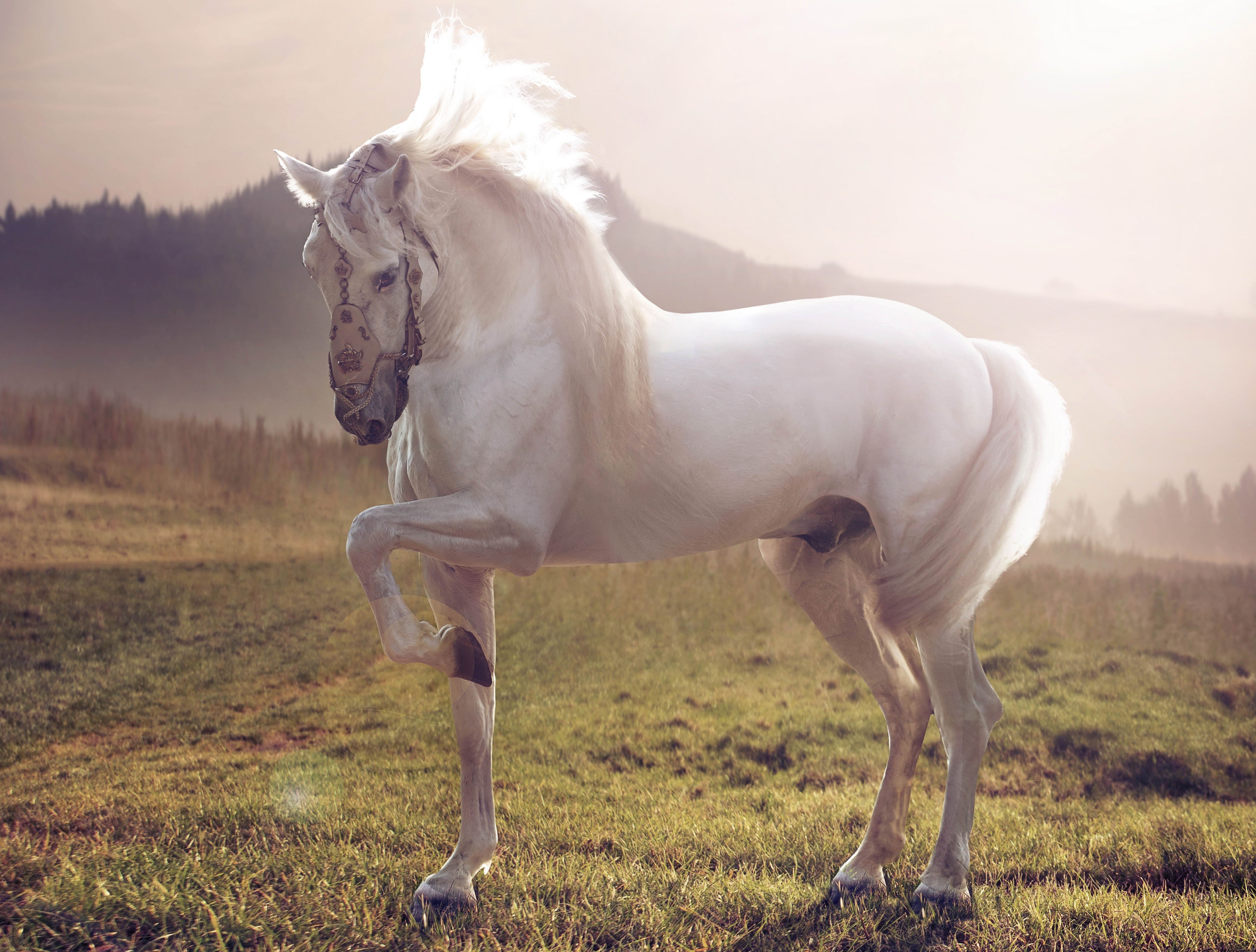 white, Stallion, Horse Wallpaper
