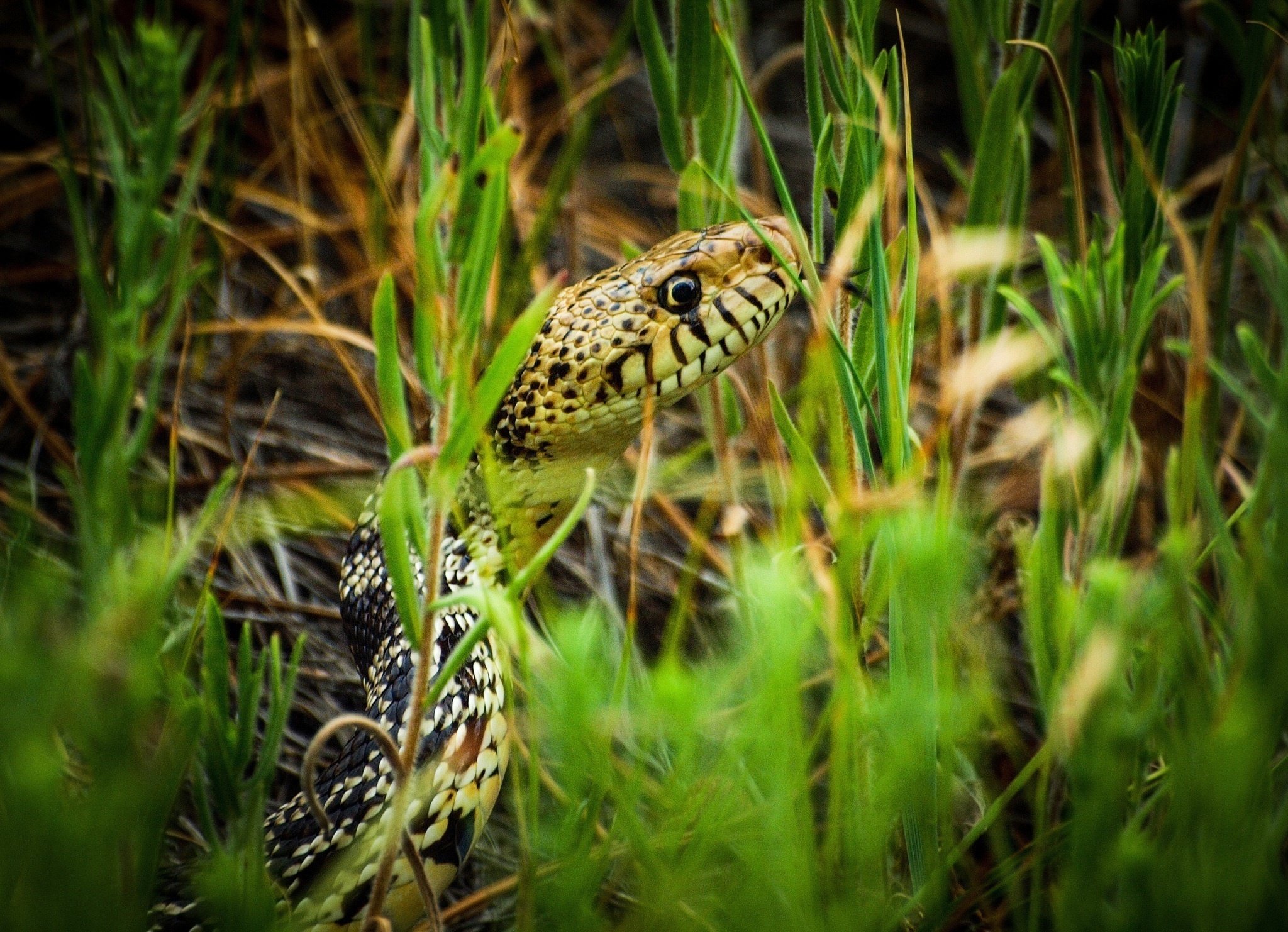 snake, Grass, Macro Wallpaper