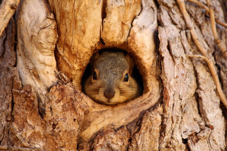 muzzle, Tree, View, Squirrel HD Wallpaper Desktop Background