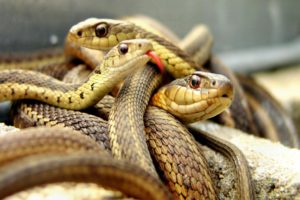 serpents, Snakes, Brown
