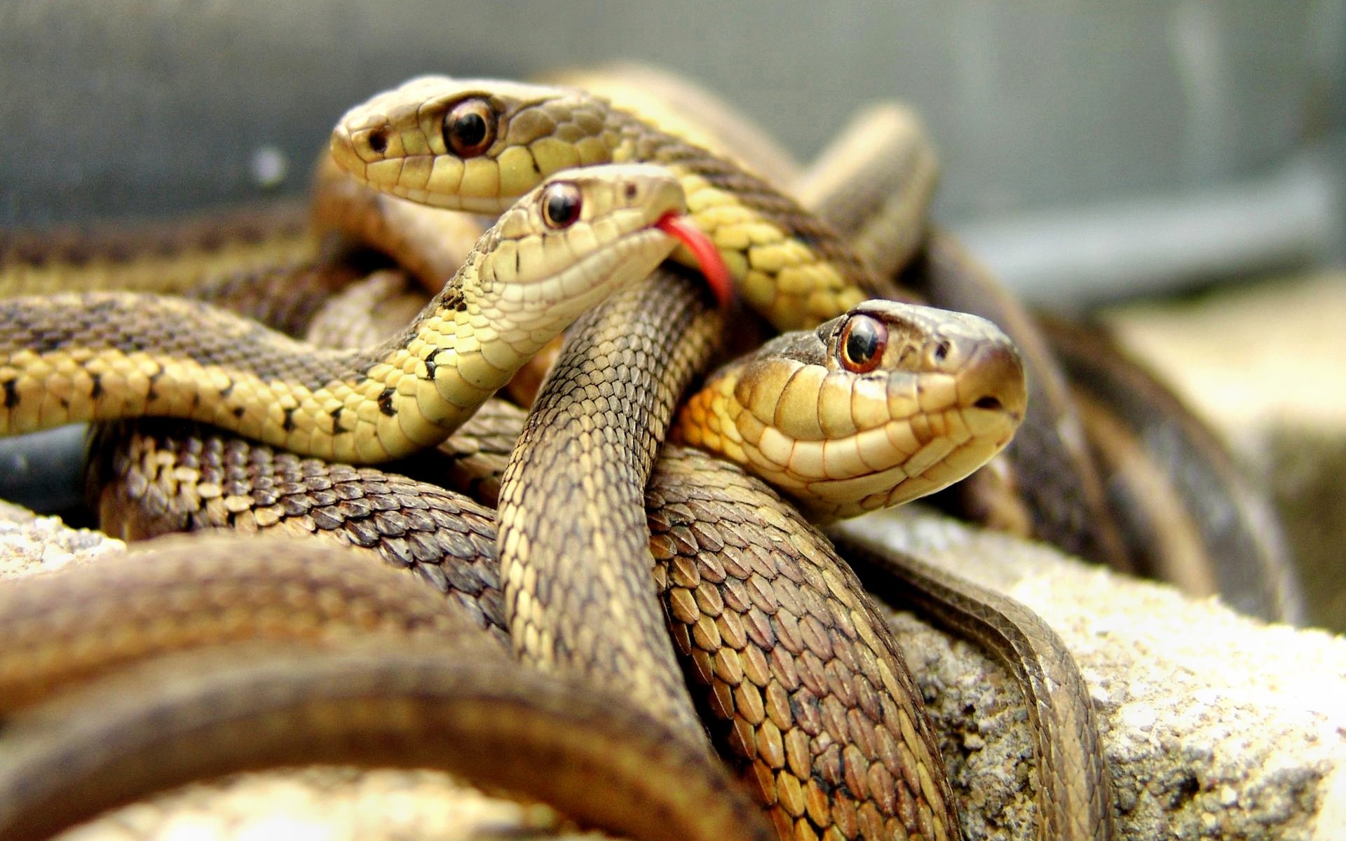 serpents, Snakes, Brown Wallpaper