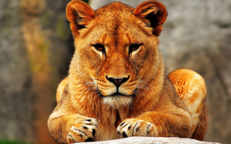 lion, Female HD Wallpaper Desktop Background