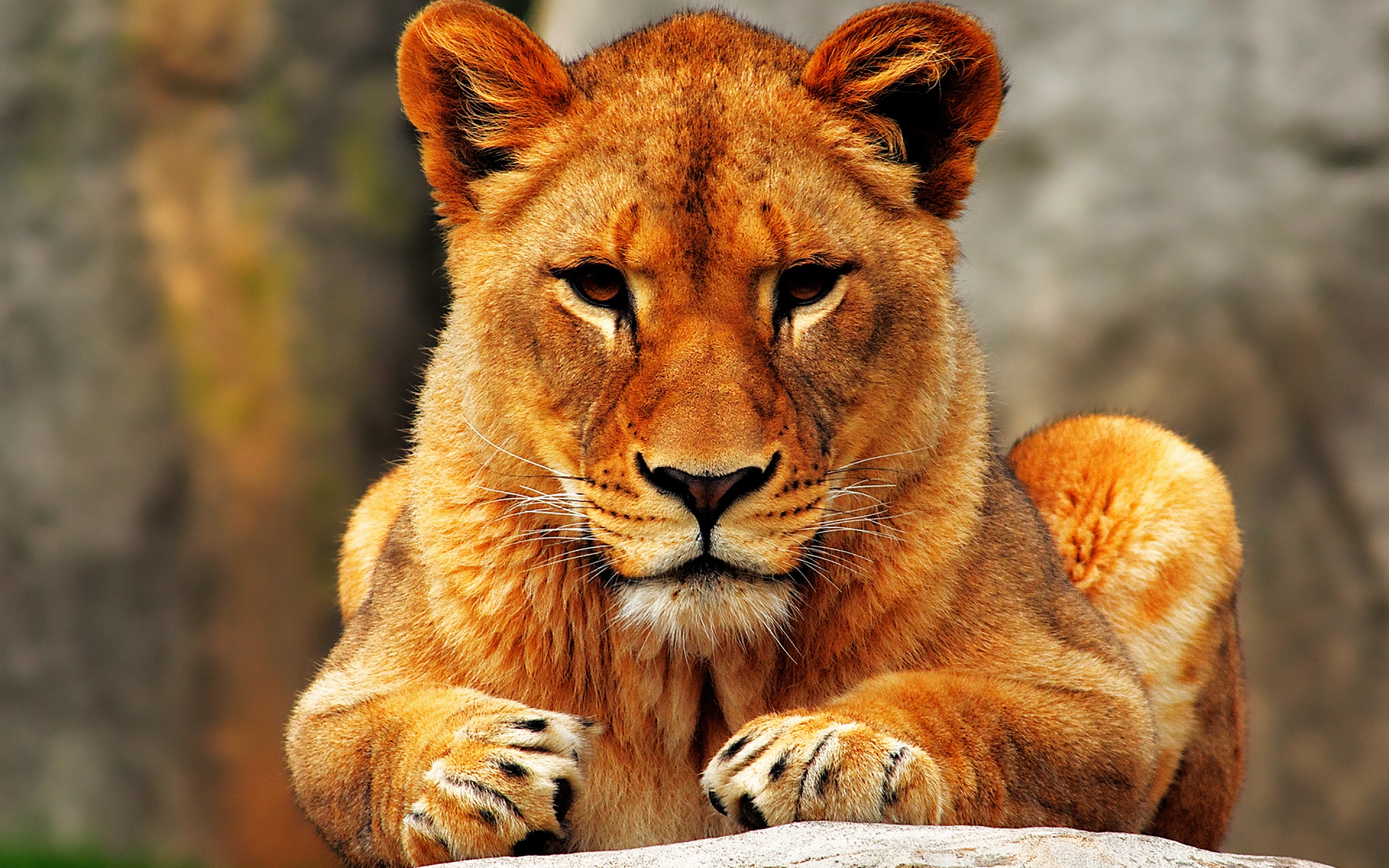 lion, Female Wallpaper