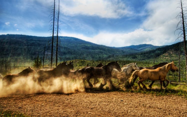 wild, Horses, Race HD Wallpaper Desktop Background