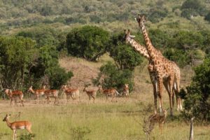 giraffe, Antelope, Africa, Wildlife, Trees, Nature, Landscapes