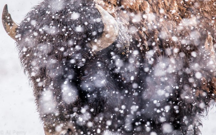 buffalo, Snow, Winter HD Wallpaper Desktop Background