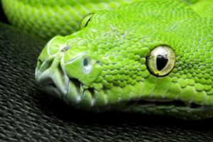 green, Snake, Head, Eye, Look, Scales