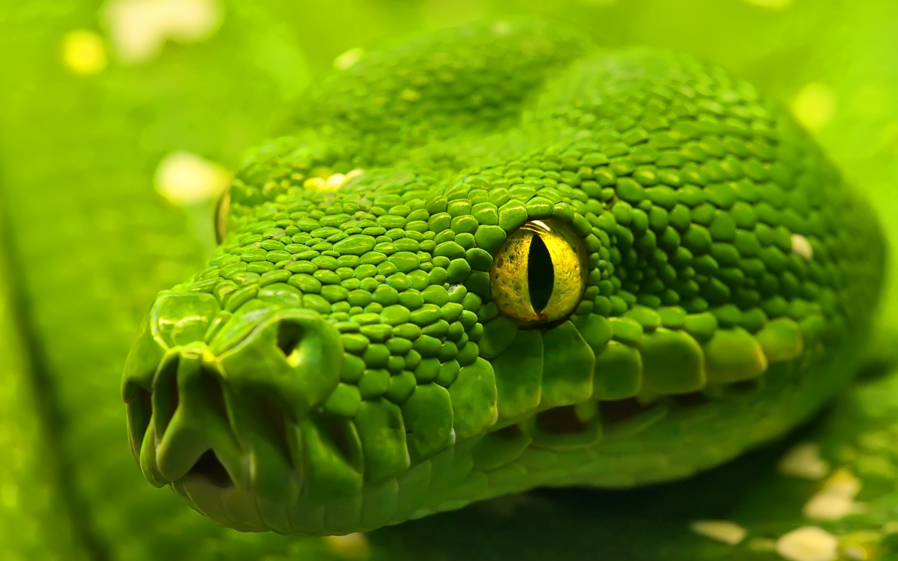 green, Emerald, Boa, Snake Wallpaper