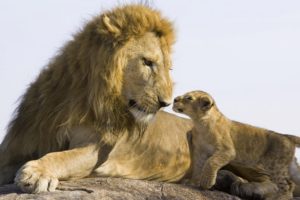 lion, Family, Conversation