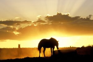 silhouette, Animals, Horses, Landscapes, Sunset, Sunrise, Sky, Clouds, Beams, Rays