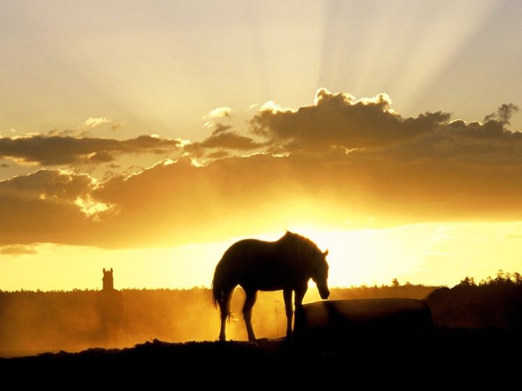 silhouette, Animals, Horses, Landscapes, Sunset, Sunrise, Sky, Clouds, Beams, Rays HD Wallpaper Desktop Background