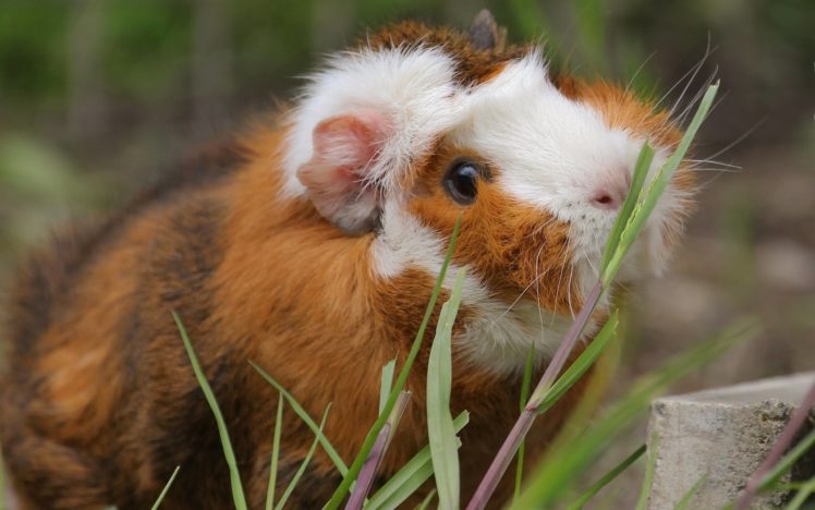 guinea, Pig, Rodent, Grass HD Wallpaper Desktop Background