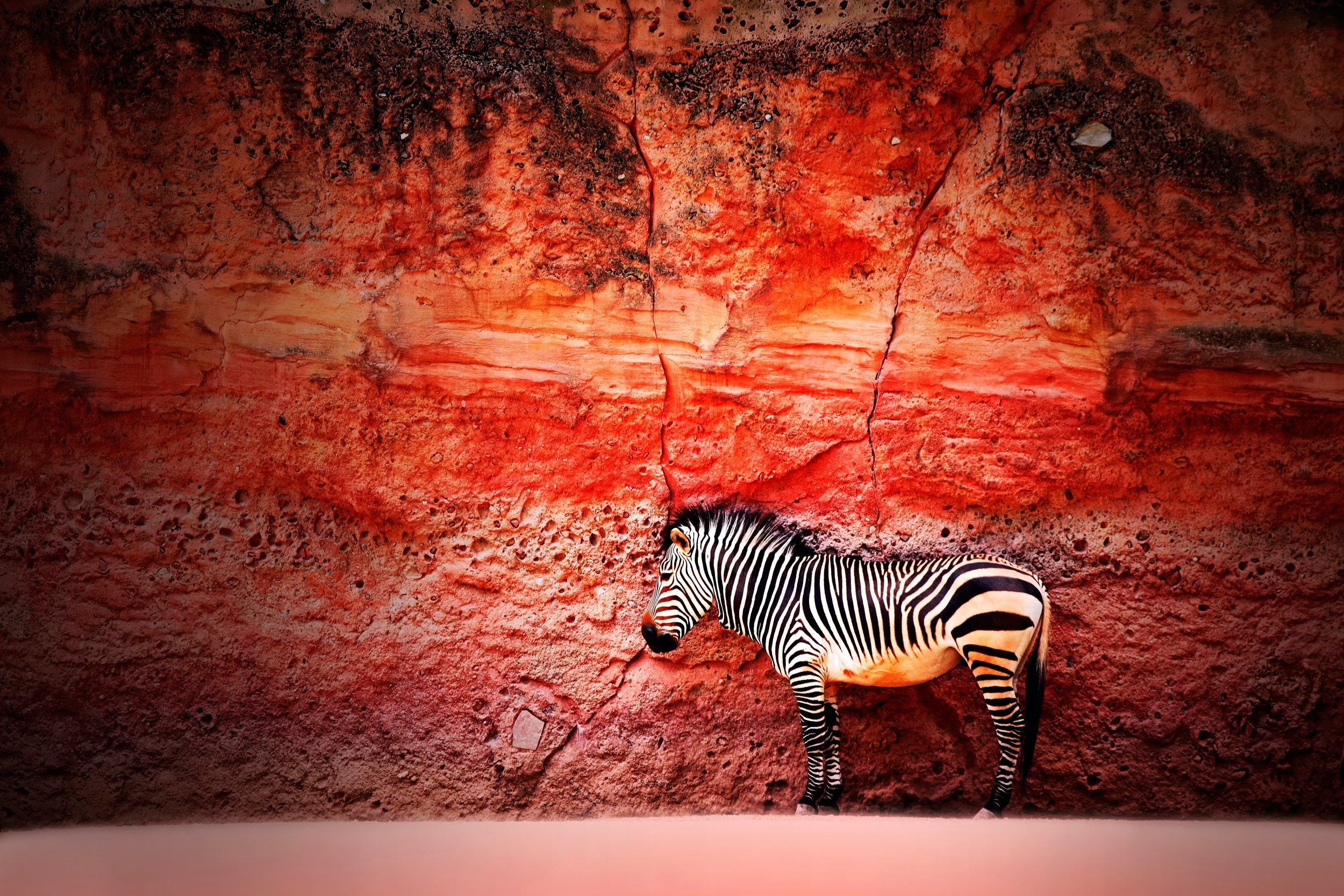 zebra, Wall, The, Stone Wallpaper