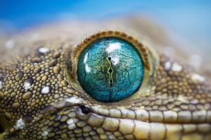 blue, Reptile, Eye