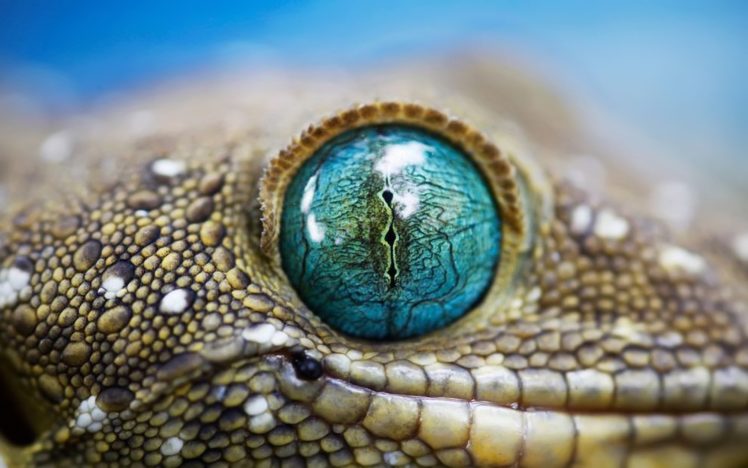 blue, Reptile, Eye HD Wallpaper Desktop Background
