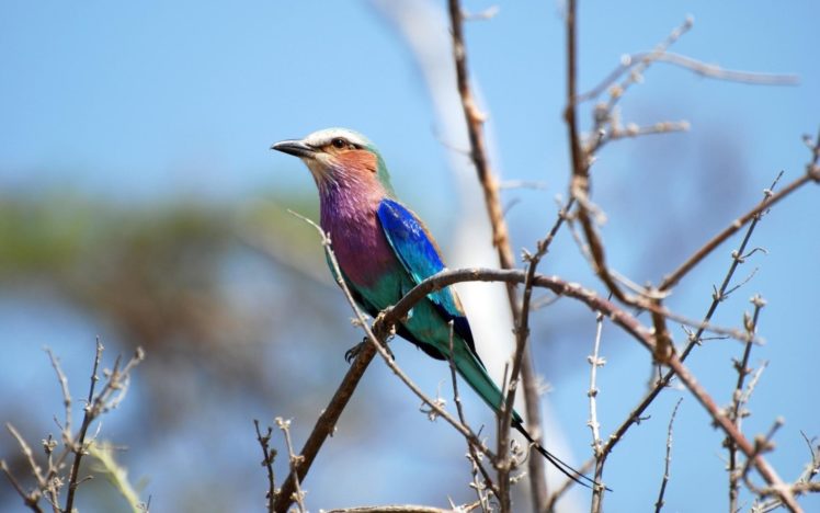 bird, Colors, Nature, Sky HD Wallpaper Desktop Background