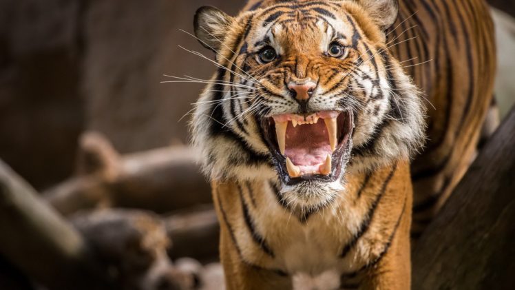 tiger, Run, Predator, Animal HD Wallpaper Desktop Background