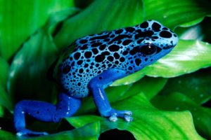 blue, Frog