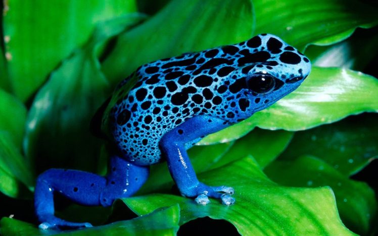 blue, Frog HD Wallpaper Desktop Background