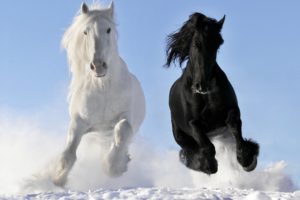 horse, Horses, Black, White, Snow, Animal