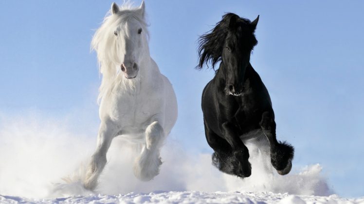 horse, Horses, Black, White, Snow, Animal HD Wallpaper Desktop Background
