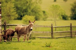 donkey, Animal, Grass