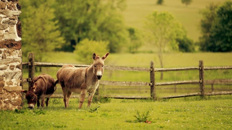 donkey, Animal, Grass HD Wallpaper Desktop Background