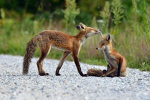 foxes, Fox