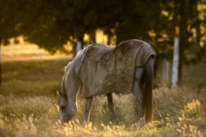 horse, Animal, Filed, Grass, Alone, Sunset