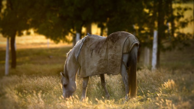 horse, Animal, Filed, Grass, Alone, Sunset HD Wallpaper Desktop Background