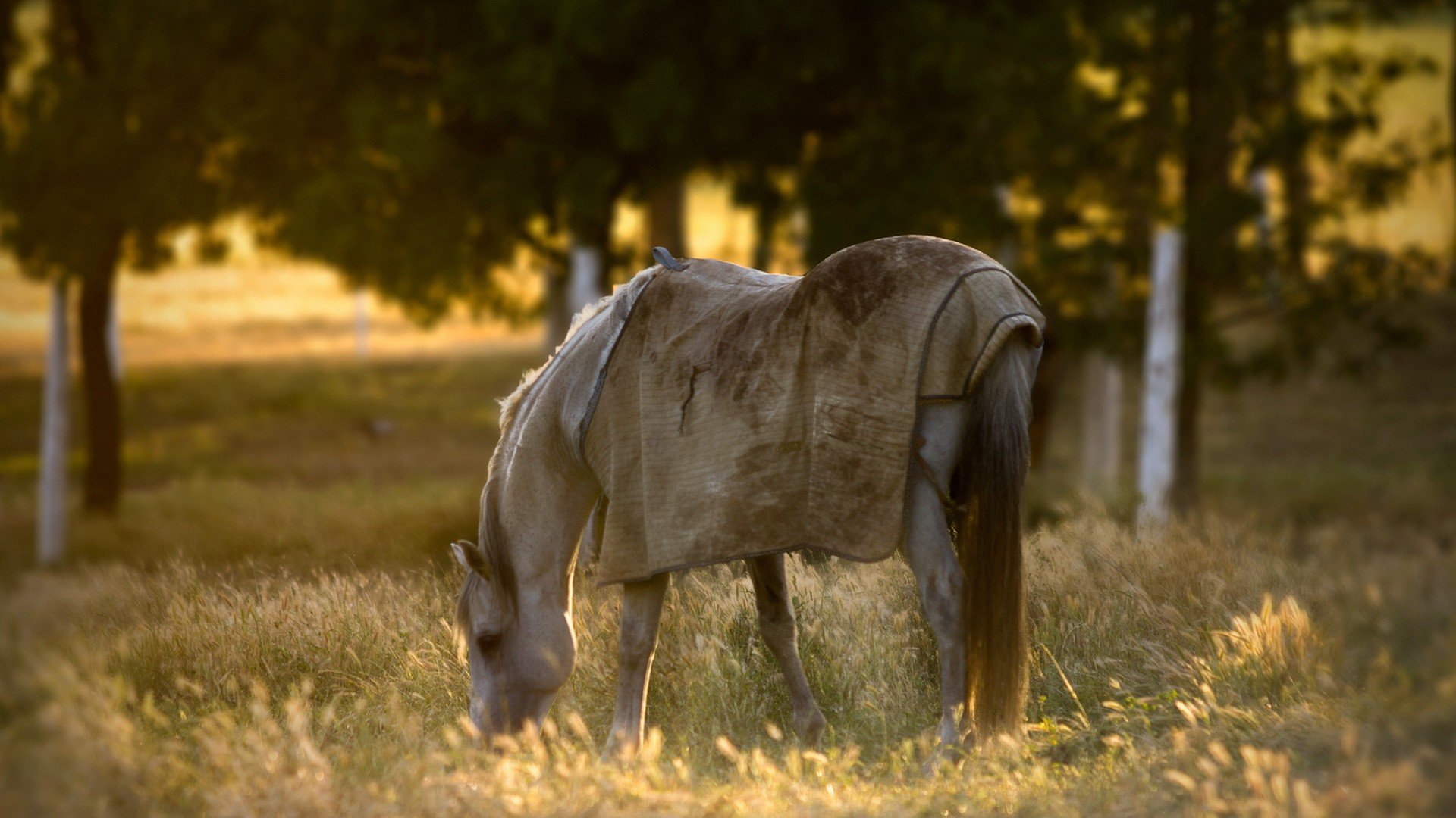horse, Animal, Filed, Grass, Alone, Sunset Wallpaper