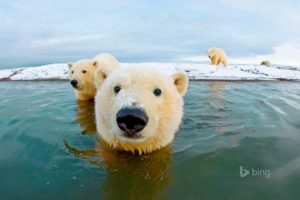 animal, Bear, White, Polar