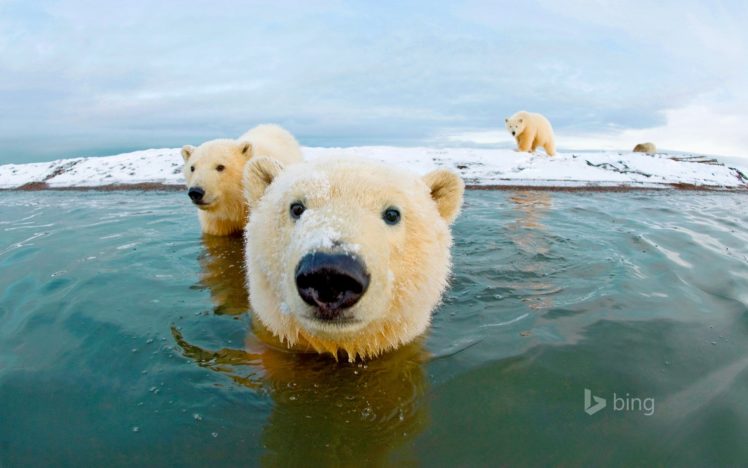 animal, Bear, White, Polar HD Wallpaper Desktop Background