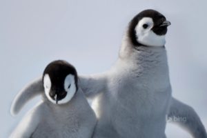 pingui, White, Animal, Polar