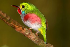 bird, Color, Green, Tropic, Animal
