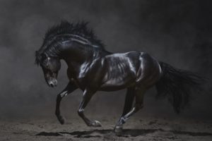 horse, Black, Black, Animal