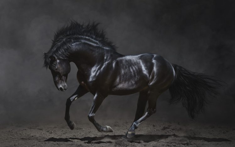 horse, Black, Black, Animal HD Wallpaper Desktop Background