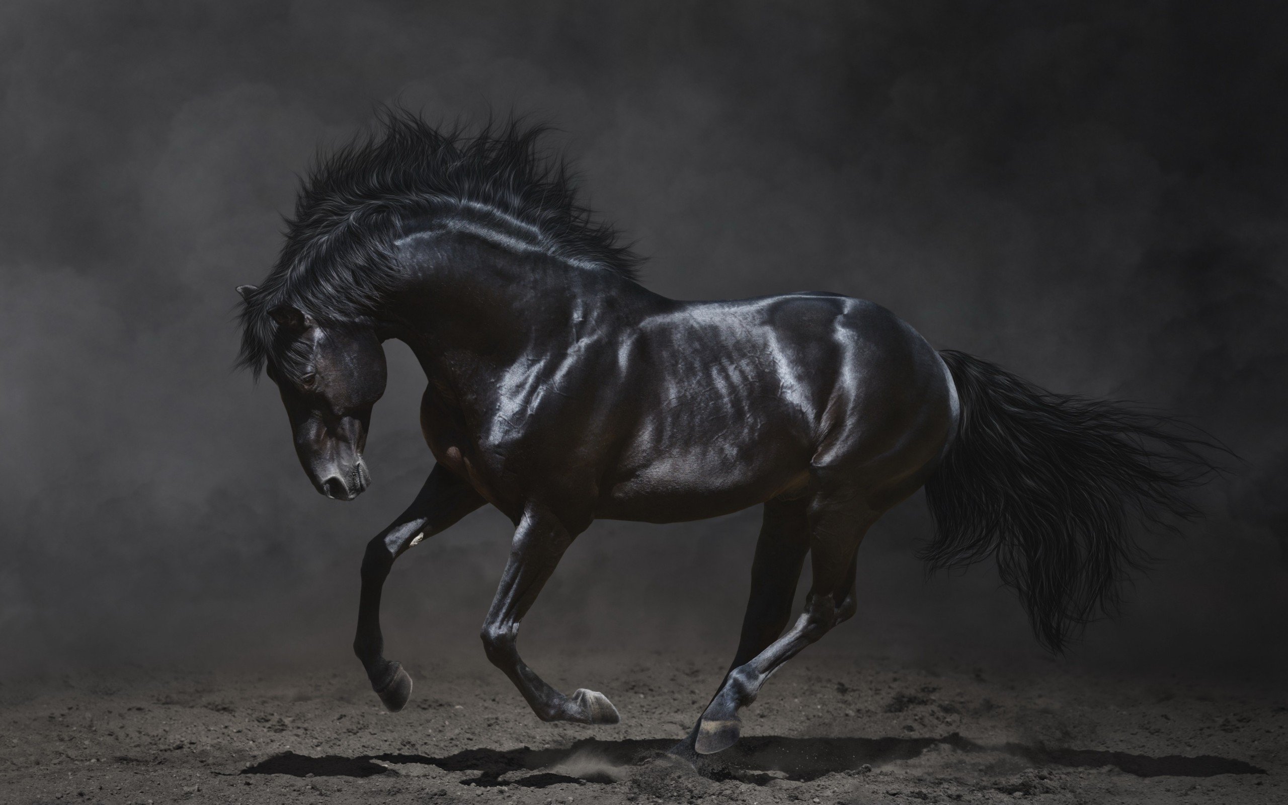 horse, Black, Black, Animal Wallpaper